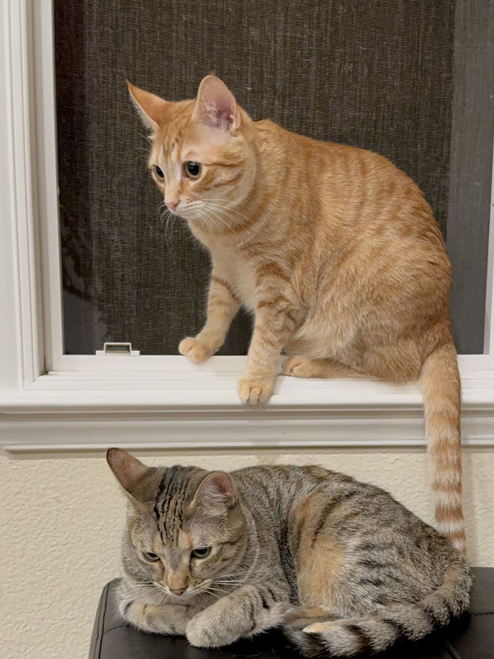 An orange tabby perched on a windowsill above a gray tabby curled up on a stool