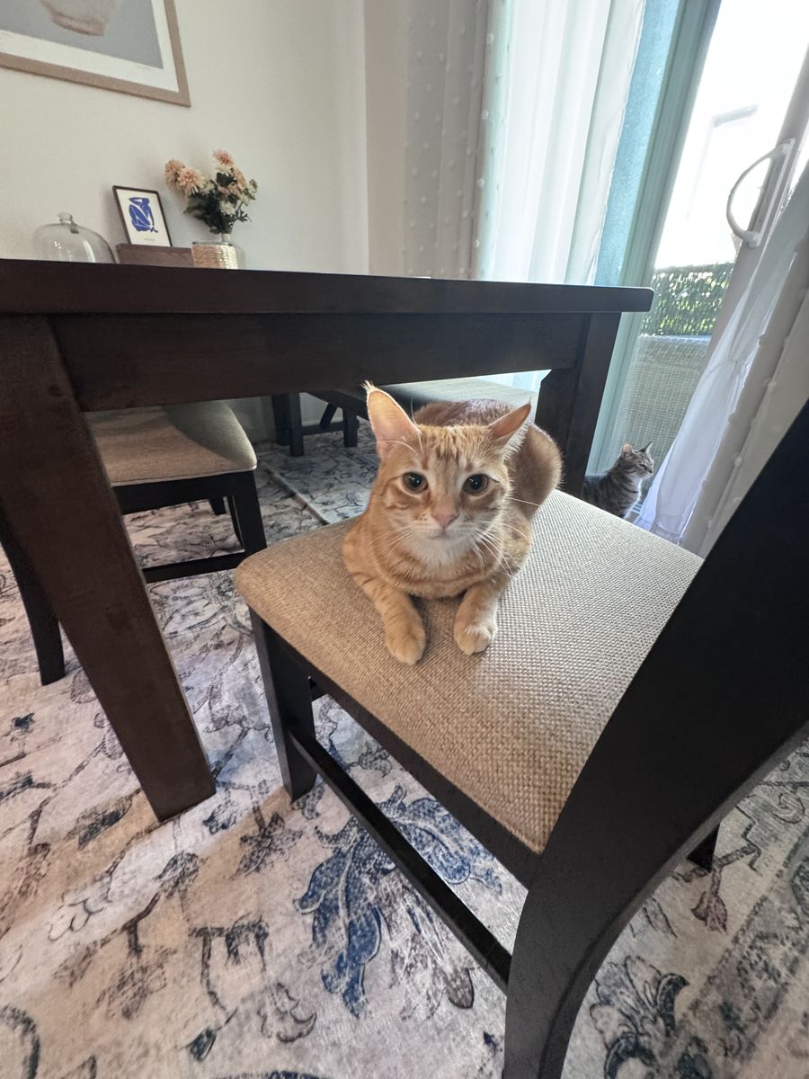An orange tabby loafing on a dining chair, looking straight at the camera