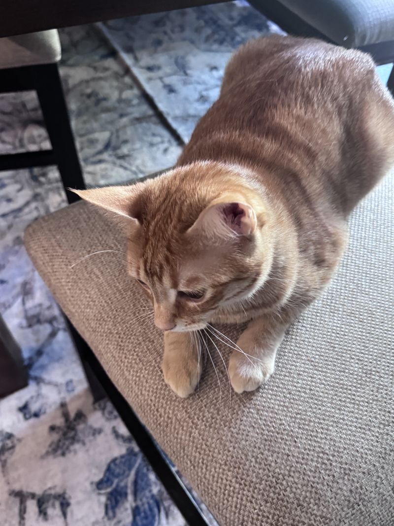 An orange tabby loafing on a chair seat