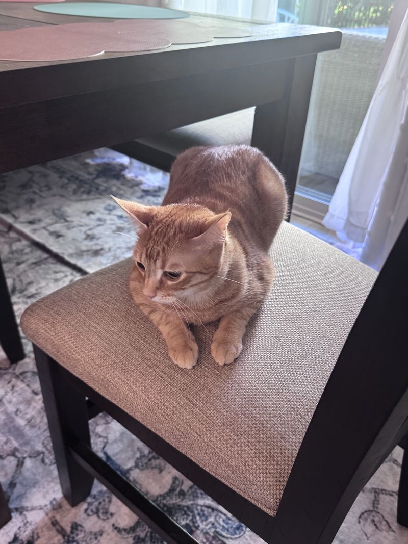 An orange tabby resting on a chair under the dining table