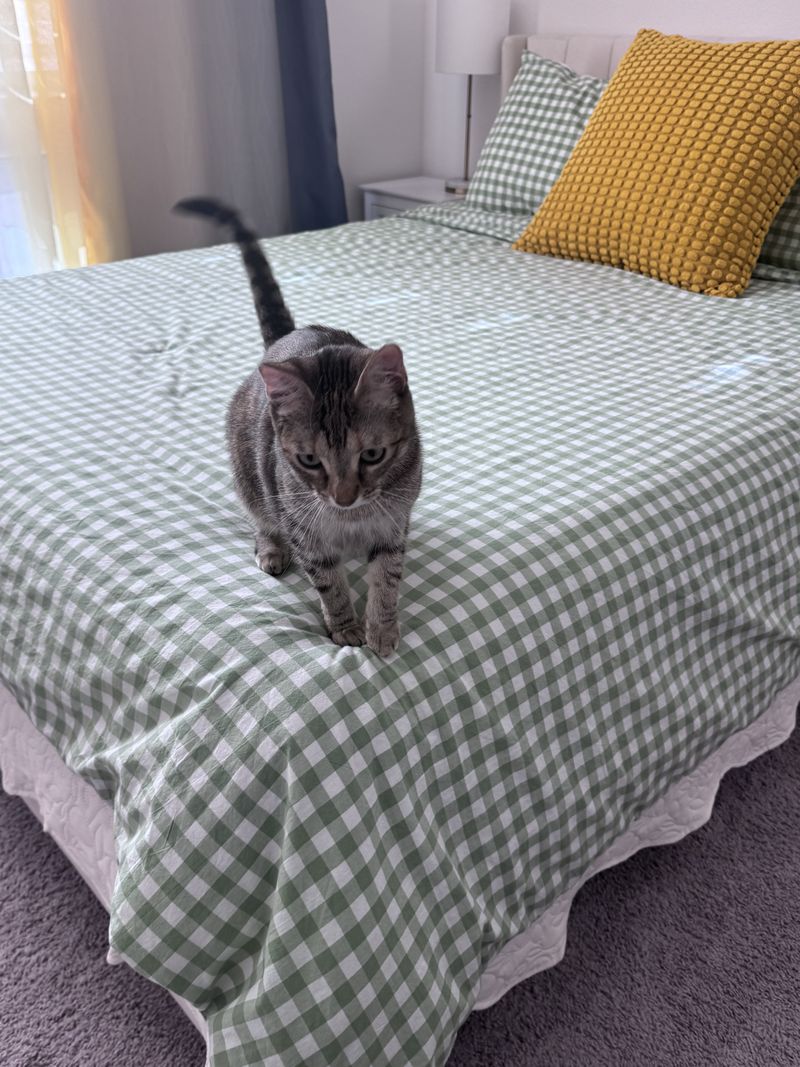 A tabby walking across a green gingham bed, tail up
