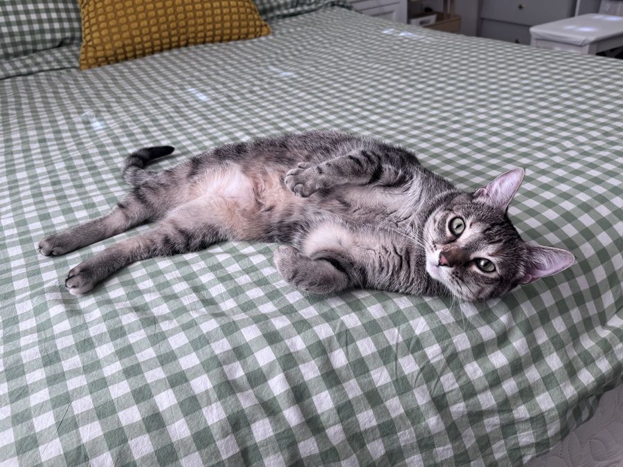 A gray tabby stretched out belly-up on a bed