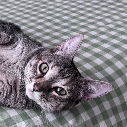 A gray tabby lying on a gingham blanket, looking up