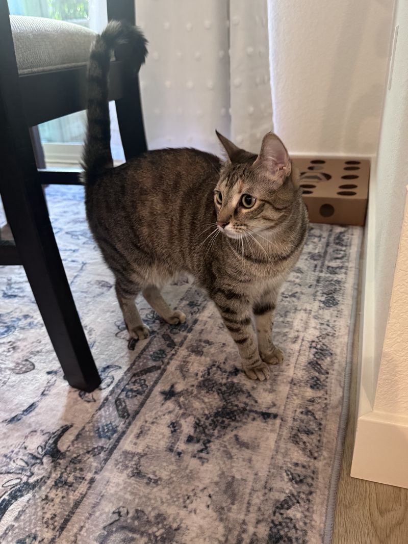 A tabby standing alert on a rug, ears forward